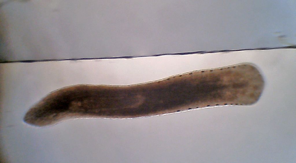 Planarie ed isoterme